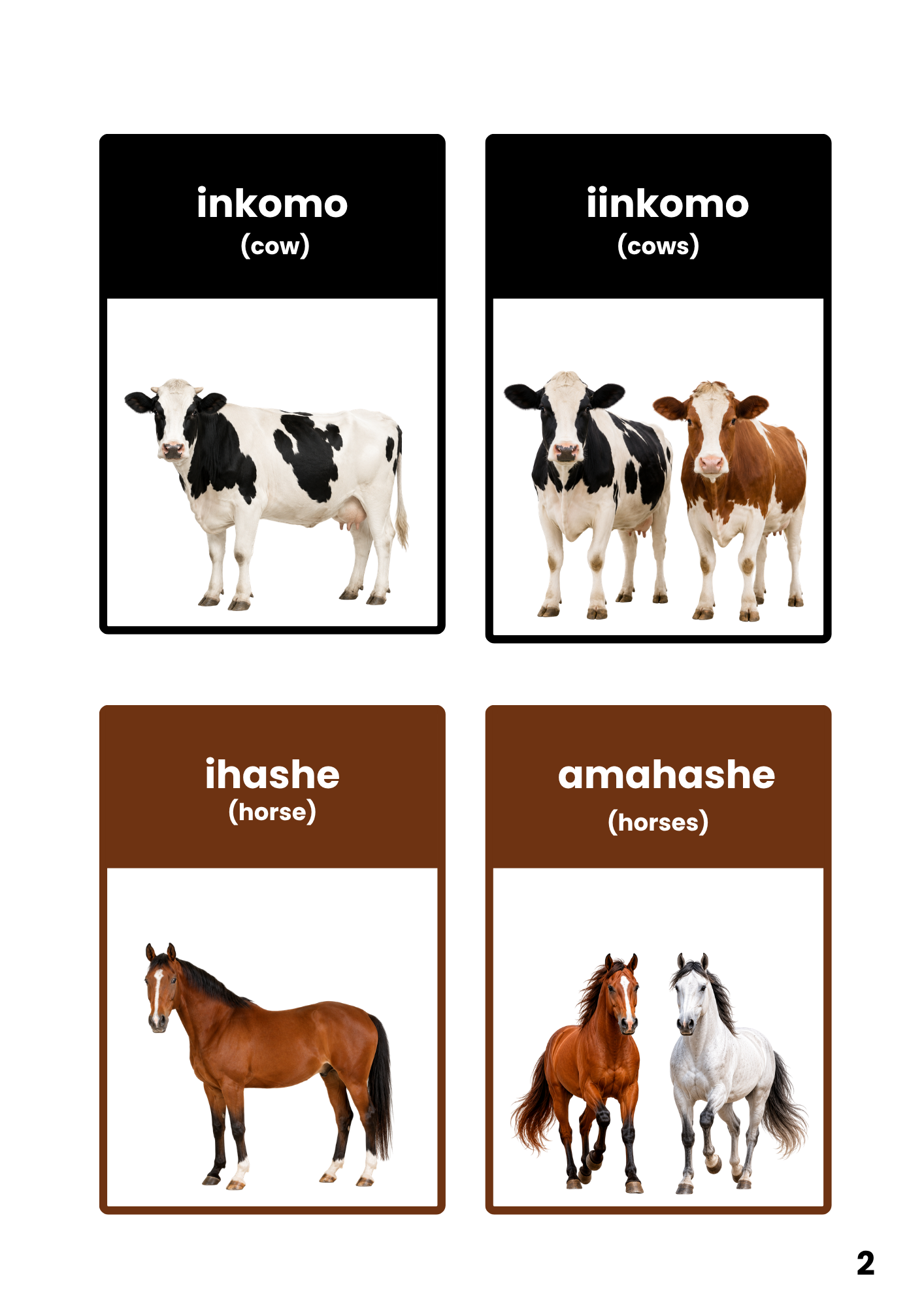 Picture book page showing cows and horses with singular and plural isiXhosa names and English translations