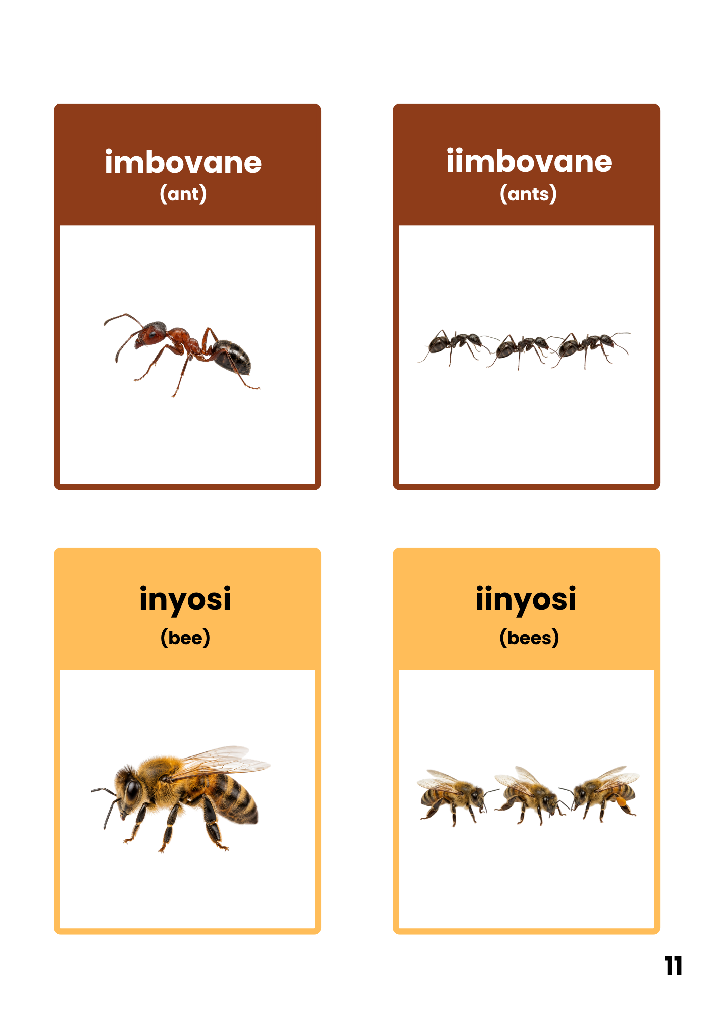 Picture book page showing ants and bees with singular and plural isiXhosa names and English translations