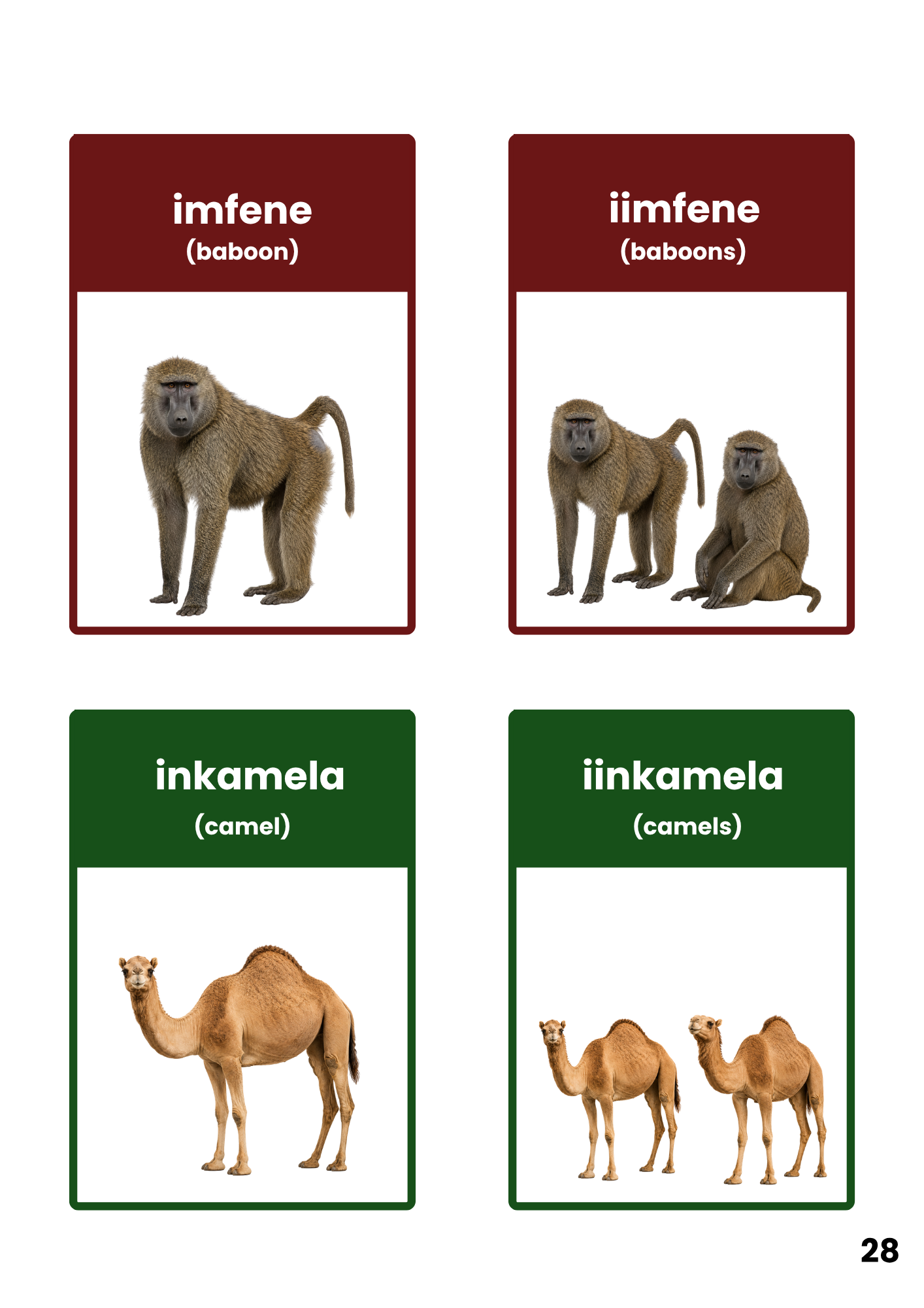 Picture book page showing baboons and camels with singular and plural isiXhosa names and English translations